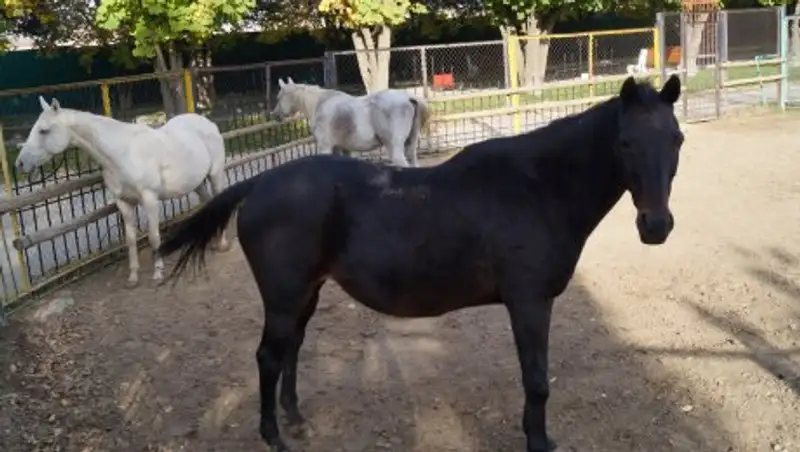 Прокуратура инициировала проверку по факту смерти скакунов Тулешова