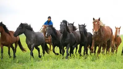 Фото с сайта inform.kz, фото - Новости Zakon.kz от 02.01.2018 12:05