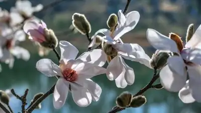 Pixabay, фото - Новости Zakon.kz от 01.03.2019 09:30