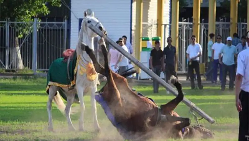 В Уральске во время «Казахстан барысы» взбесились кони