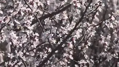 Весна в Шымкенте: цветут не только тюльпаны, но и плодовые деревья, фото - Новости Zakon.kz от 14.03.2023 07:57