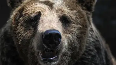 © РИА Новости / Владимир Астапкович, фото - Новости Zakon.kz от 11.02.2018 11:51