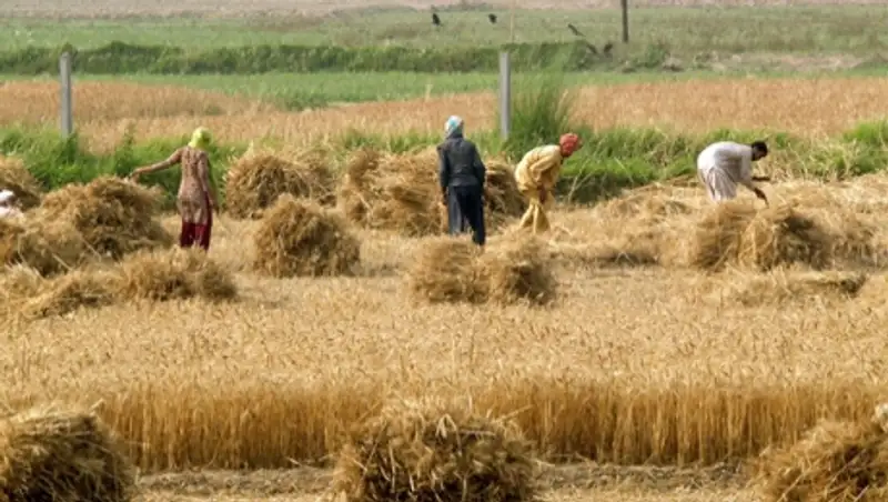 С.Омаров: экспорт казахстанского зерна на февраль 2016 года составил 4,9 млн тонн