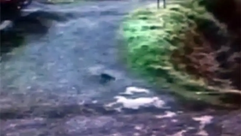 Неизвестное существо терроризирует британских фермеров