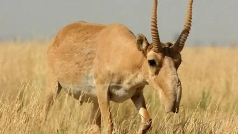 Около сотни сайгаков было уничтожено в этом году браконьерами