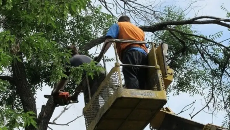 Куда обращаться по фактам незаконной вырубки зеленых насаждений в Алматы