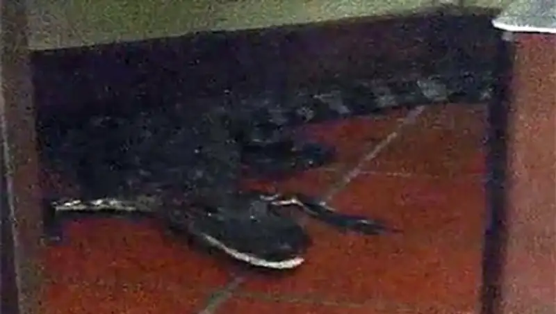 Житель Флориды забросил аллигатора в окно для заказов придорожного кафе