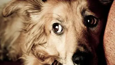 Zakon.kz, фото - Новости Zakon.kz от 11.08.2017 21:40