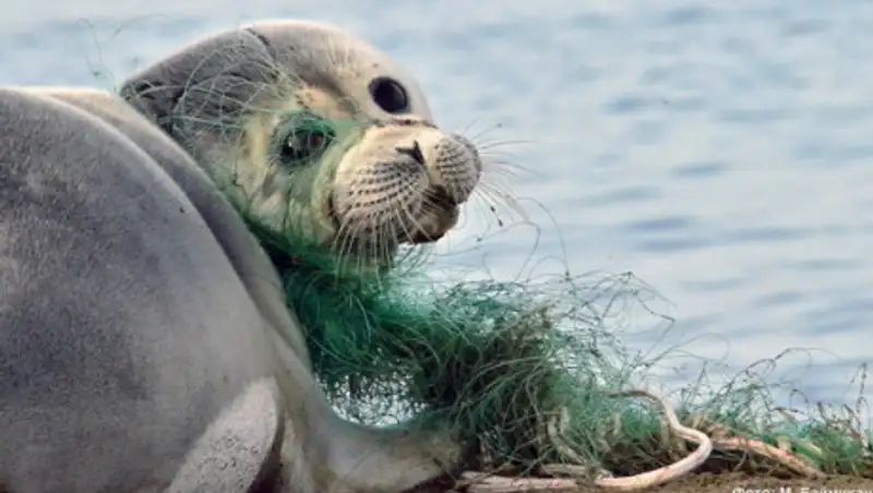 Каспийские тюлени находятся на грани вымирания
