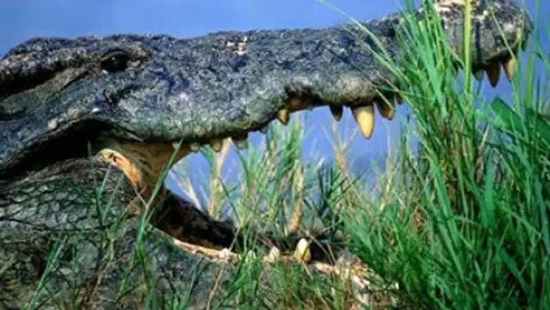 Ученые нашли недостающее звено между крокодилами и птицами