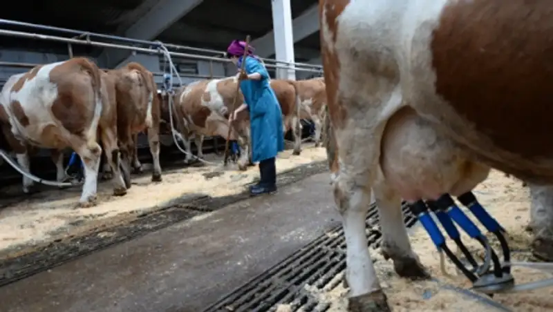 Таможенному союзу предложили единые цены на молоко