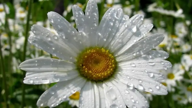 Прогноз погоды на май: синоптики обещают в течение месяца три холодных волны