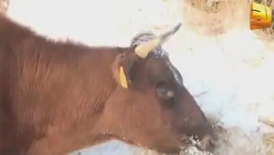 Zakon.kz, фото - Новости Zakon.kz от 12.12.2014 14:54