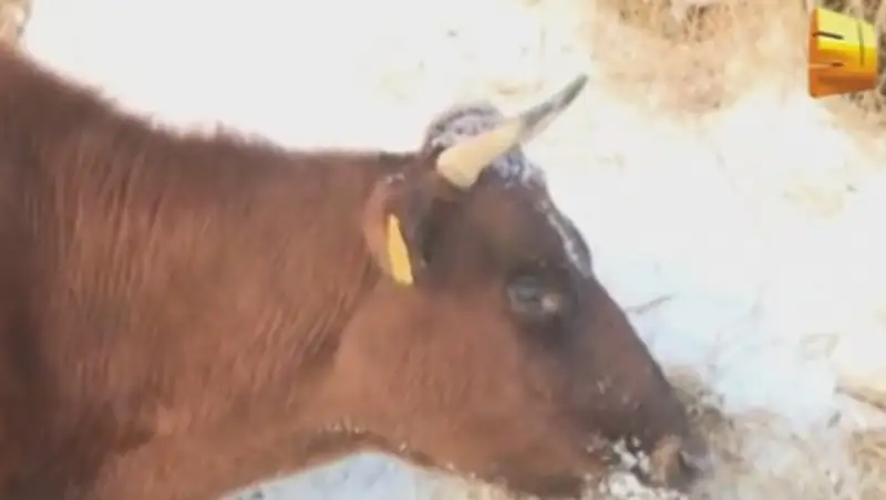 Крестьяне Карагандинской области винят полицейских в бездействии 