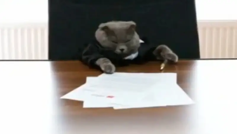 Кот стал менеджером интернет-магазина