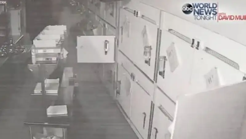 В Техасе похитили щенков бульдога на 20 тысяч долларов