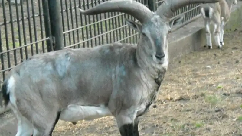 Голубые бараны и чилийские крысы поселились в Алматинском зоопарке