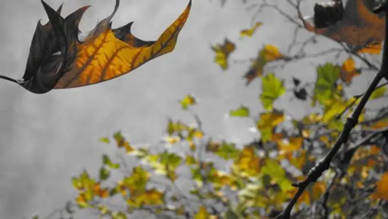 Заморозки, дождь с переходом в снег - о погоде в понедельник