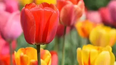 Миллион тюльпанов посадили в этом году в Шымкенте, фото - Новости Zakon.kz от 14.03.2023 02:50