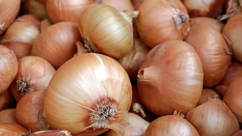 Минторговли не собирается отменять запрет на экспорт лука