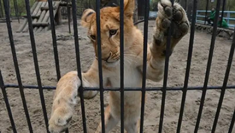 В Петербурге на парковке обнаружили трех львят