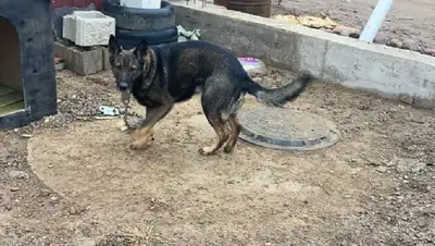 вернули собаку, фото - Новости Zakon.kz от 18.01.2022 10:05