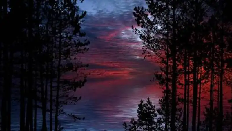 Срубят 3 000 деревьев: Экологи сомневаются в оценке ущерба от строительства павлодарского моста