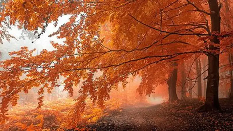 Яркие цвета осени