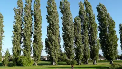 dalaman.kz, фото - Новости Zakon.kz от 24.05.2019 00:11