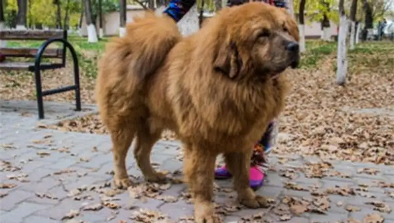 Среднеазиатская овчарка стала лучшей собакой на выставке в Шымкенте