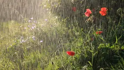 Zakon.kz, фото - Новости Zakon.kz от 19.08.2017 06:06