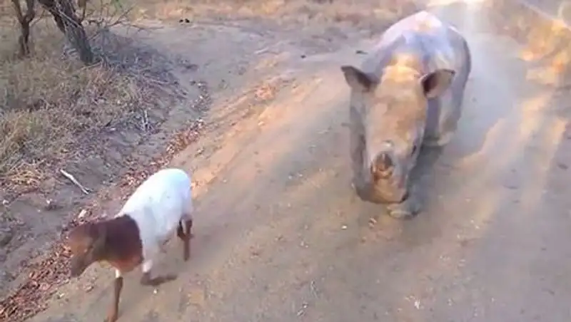 Детеныш носорога подружился с ягненком