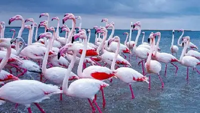 Погибших розовых фламинго нашли в Мангистау, фото - Новости Zakon.kz от 21.04.2023 05:21