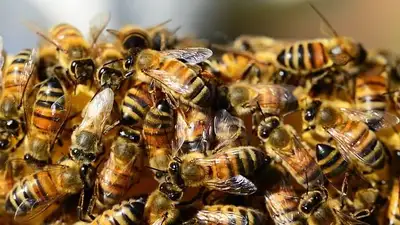 пчелы убили туристку, фото - Новости Zakon.kz от 23.08.2023 21:46