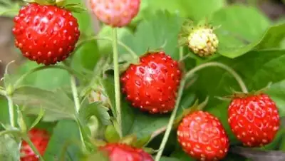 Zakon.kz, фото - Новости Zakon.kz от 15.06.2015 21:36