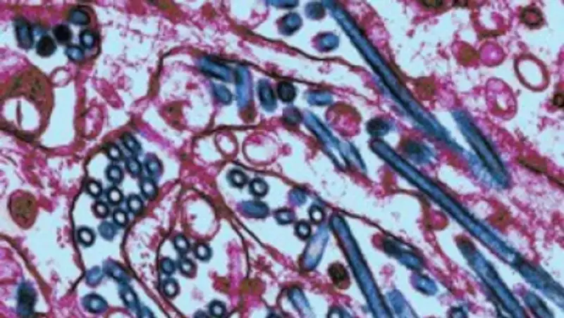 В Атырауской области бакланы погибли от птичьего гриппа H5N1