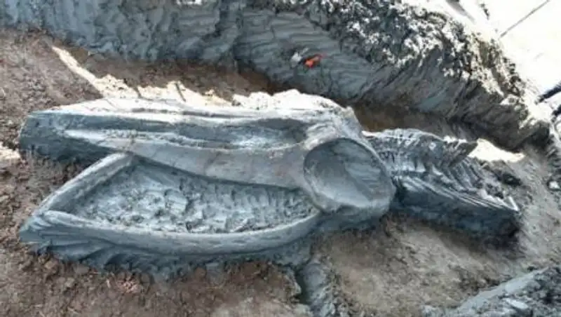 Скелет огромного древнего кита обнаружили в Таиланде