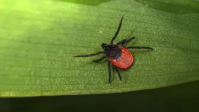 насекомое, фото - Новости Zakon.kz от 03.05.2022 20:08