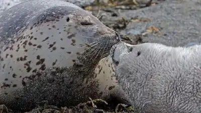 животные, фото - Новости Zakon.kz от 20.02.2022 00:47