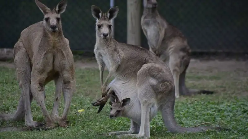 В Австралии предлагают отстреливать кенгуру, чтобы спасти их от голодной смерти