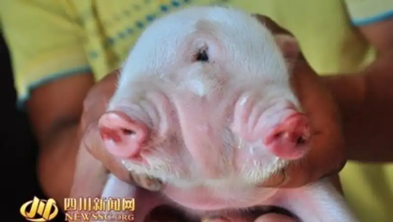 Фермер из Китая пообещал сохранить жизнь поросёнку с двумя головами
