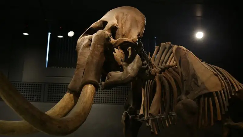 Житель Якутии вывез в Казахстан 53 бивня мамонта на 46,5 млн тенге