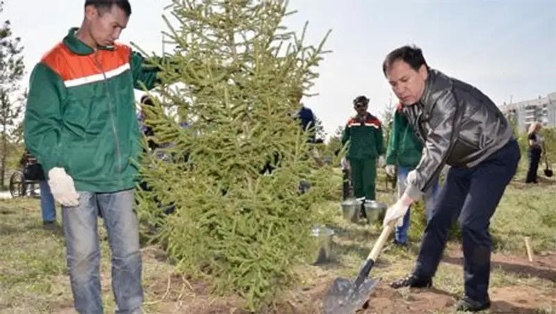 В Караганде высадили 100 сибирских елей