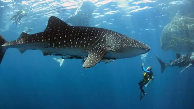 На Филиппинах туриста чуть не засосало в пасть китовой акулы