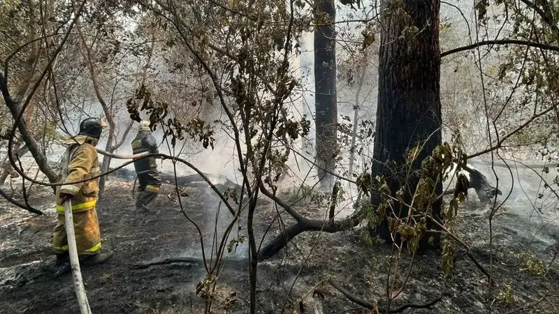 В Семее введен режим ЧС из-за лесного пожара