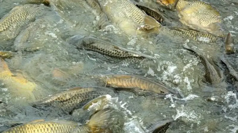 Экологи озвучили причину гибели рыбы в СКО