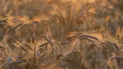 "Без зерна не останемся": МСХ о производстве пшеницы в Казахстане, фото - Новости Zakon.kz от 09.03.2023 16:13