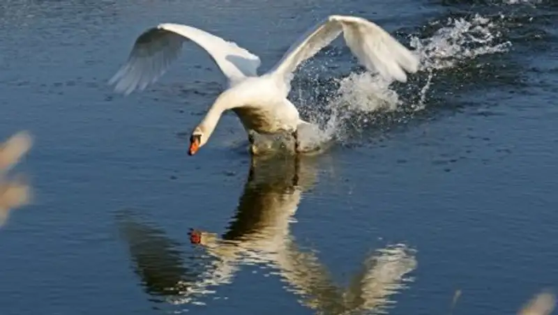 В Беларуси лебедь может умереть от ожирения