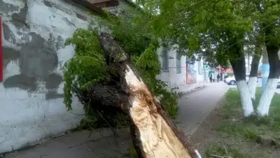 pkzsk.info, фото - Новости Zakon.kz от 31.05.2018 21:39