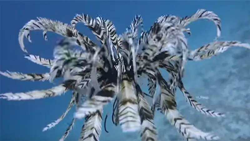 Красиво плывет: Дайвер снял у берегов Бали необычную морскую лилию